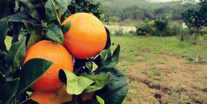 Η ακαρπία χτύπησε και τους παραγωγούς πορτοκαλιών του Νομού Αχαΐας