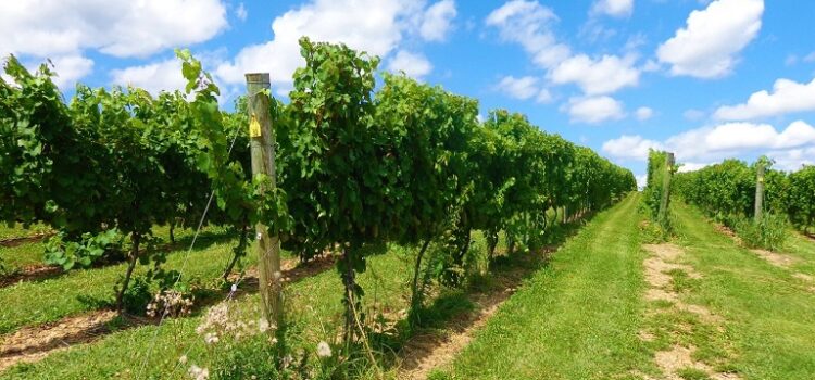 <strong>Άδικος και καταστροφικός ο αποκλεισμός των παραγωγών της Περιφέρειας Δυτικής Ελλάδας από τις αποζημιώσεις του Μέτρου 23</strong>