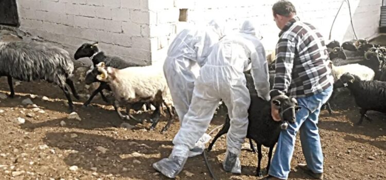 Ξαναφέρνει στη Βουλή το θέμα της ευλογιάς των αιγοπροβάτων ο Βουλευτής Αχαΐας και Τομεάρχης Υγείας του ΣΥΡΙΖΑ-ΠΣ Ανδρέας Παναγιωτόπουλος , με πρόταση για δέσμη μέτρων στήριξης των κτηνοτρόφων