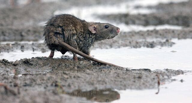 <strong>Η Ζάκυνθος αντιμέτωπη με την αύξηση κρουσμάτων λεπτοσπείρωσης</strong>